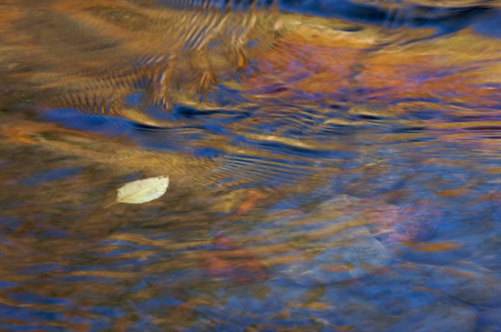 Abstract;Abstractions;Autumn;Big South Fork National Recreation Area;Blue;Brook;Creek;Fall;Foliage;Gold;Leaf;Leafy;Leaves;Patterns;Pine;Red;Reflection;Reflections;River;River Bed;Riverbed;Rivers;Shapes;Stream;Tennessee;Textures;Vein;water;Water;waterway;Yellow